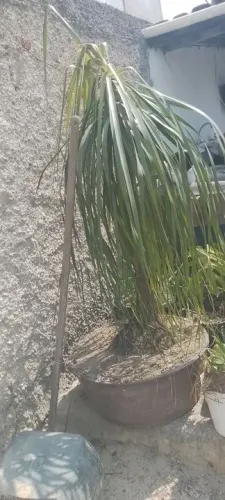 Pata de elefante Ribeirão das Neves 
