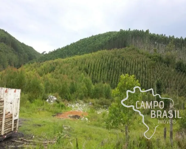 FAZENDA 32 ALQUEIRES COM PLANTAÇÃO DE EUCALIPTO EM PARAIBUNA!