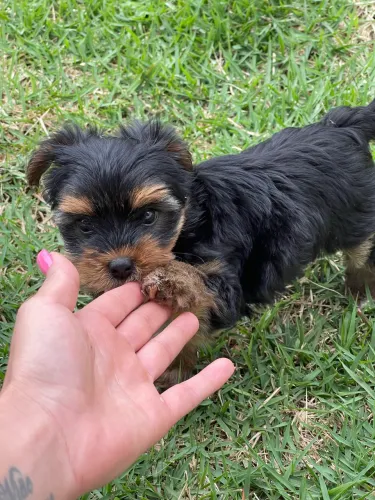 Yorkshire filhote macho