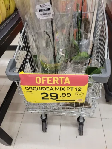 Orquídea