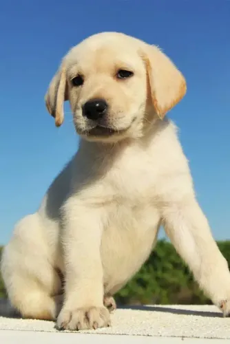Labrador