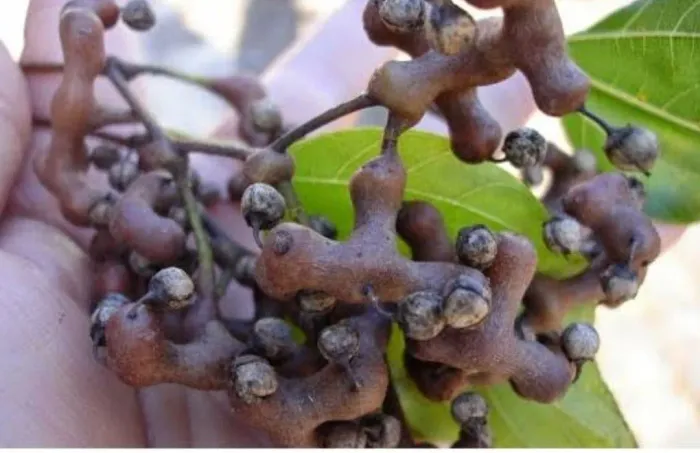 Mudas de Uva do Japão 