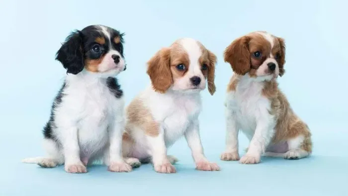 Cavalier King Charles Excelente Linhagem disponíveis