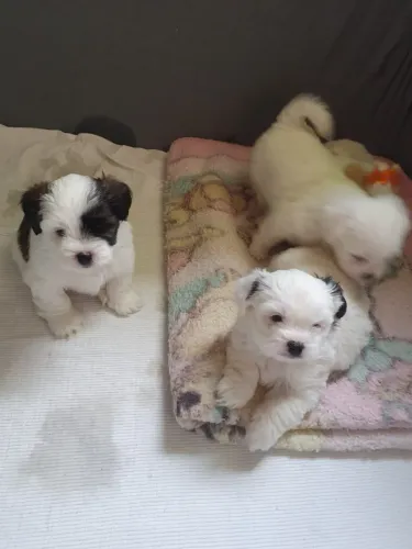 Lhasa Apso - Pelagem Luxuosa e Temperamento Tranquilo para Toda a Família!
