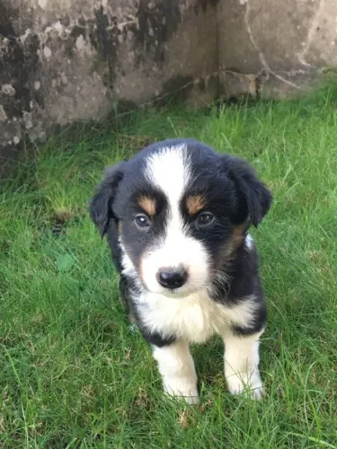 Border Collie machinho com 53 dias tricolor vacinado com v10 com pedigree e contrato