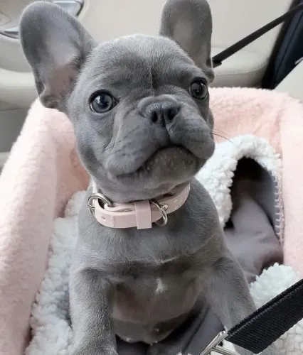 Filhote Bulldog Francês sessão fofura em progresso