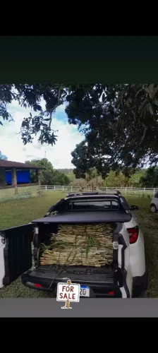 CAPIM ELEFANTE BRS CAPIAÇU A VENDA GEMAS