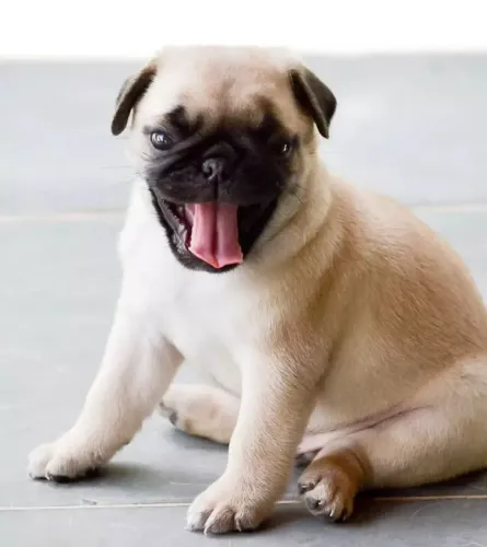 Pug - sempre vai estar ao seu lado