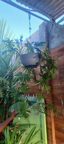Planta costela de Adão