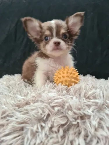  Chihuahua pequeno! Cabeça perfeita!