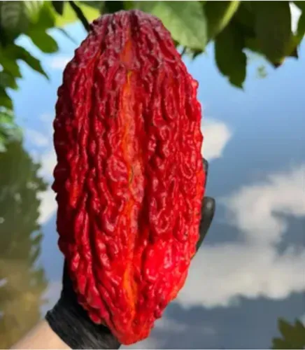 2 Mudas de Cacau Hibrido