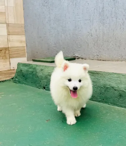 Spitz japonês com pedigree cbkc - machos e fêmeas