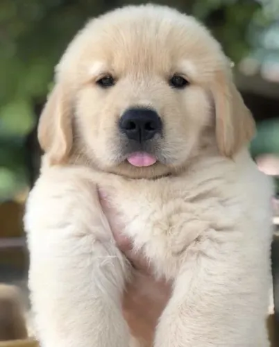 Filhote Golden Retriever a diferença fundamental do cão é o homem