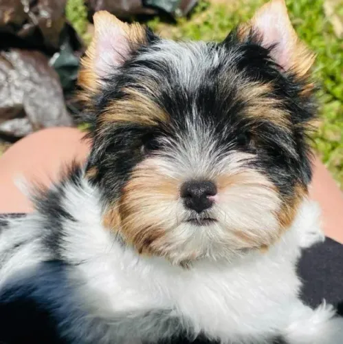 Biewer Terrier: beleza, saúde e personalidade em um só filhote