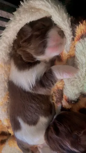 Cachorrinho shitzu 