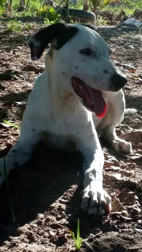 Cão saudável com todas as vacinas em dias