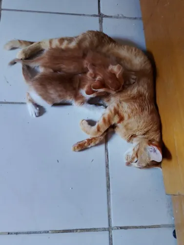 Gatinha fêmea