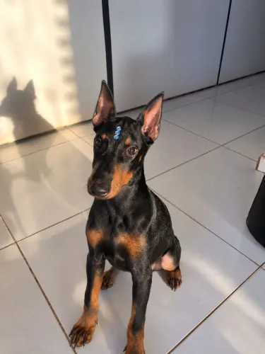 Cachorro