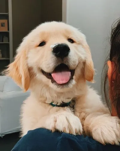 Filhotes De Golden Retriever - Um Amigo Para Dividir Sorrisos
