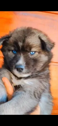 Seu Novo Husky Siberiano Está Aqui ? Confira a Ninhada