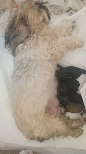 Filhotinho de shih Tzu