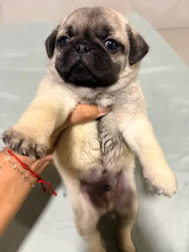 Filhote de pug