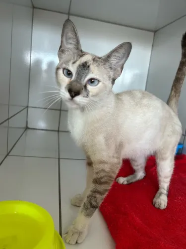 GATA PARA ADOÇÃO (PARA CASA OU APP SEM ACESSO A RUA)