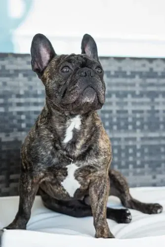 Bulldog francês fêmea 