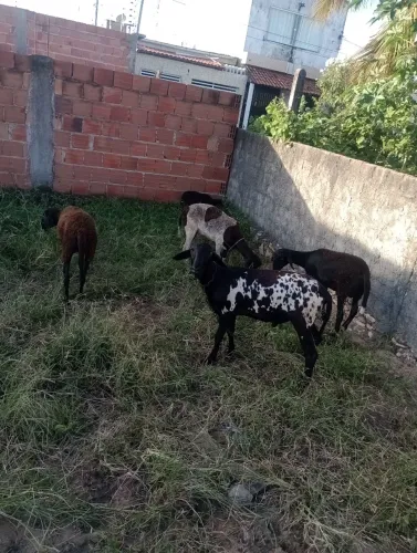 ovelhas