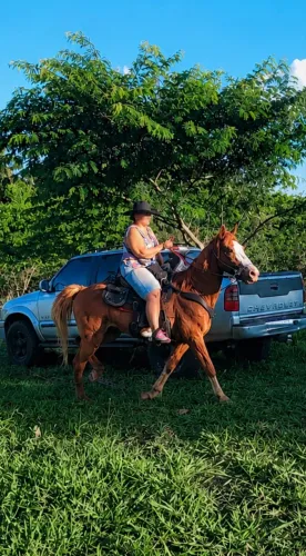 Cavalo marchador
