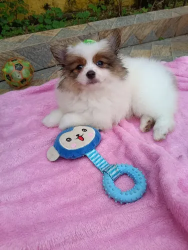 Spitz alemão Anã Fêmea, em 10x com Pedigree