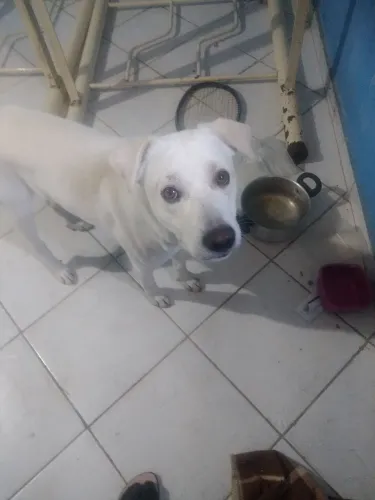 animal estimação adoção