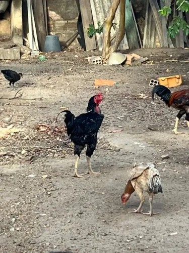 Vende-se galinha caipira 