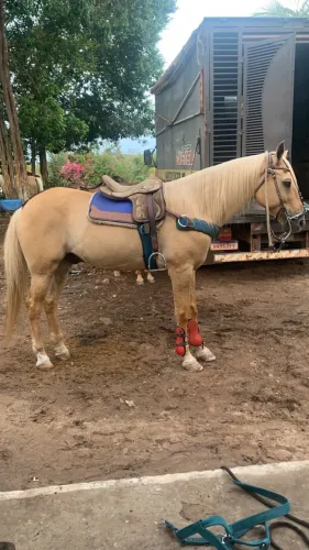 Vendo cavalo de direita