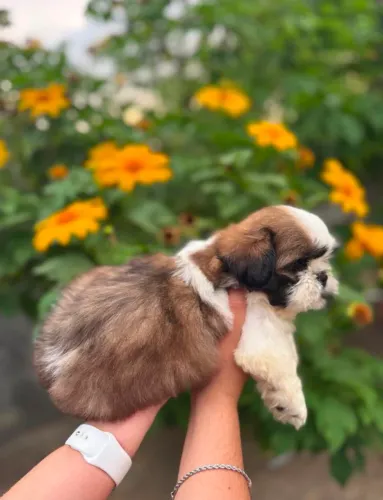 Filhote de shih tzu
