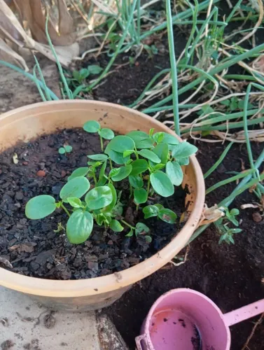 Vendo mudas de maracujá gigante e do azedo