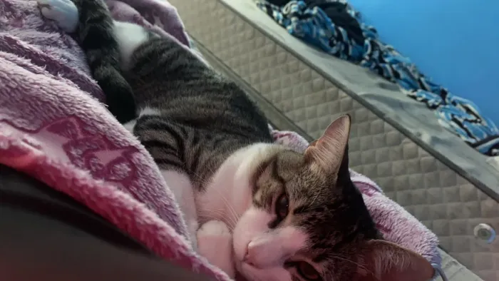 Gato macho