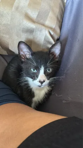 Doação Gato filhote 