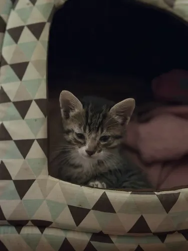 Filhotes de gato