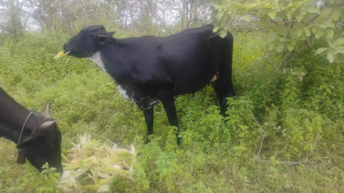 Vendo 2 vacas girolanda 