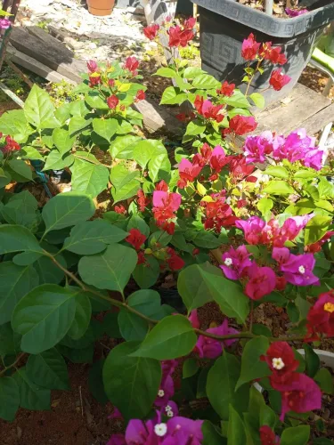 Primavera em vasos