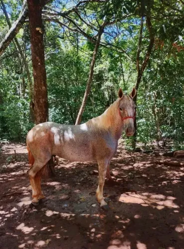 Cavalo mangalarga marchador a venda