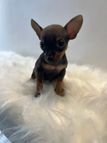 FILHOTE DE PINSCHER