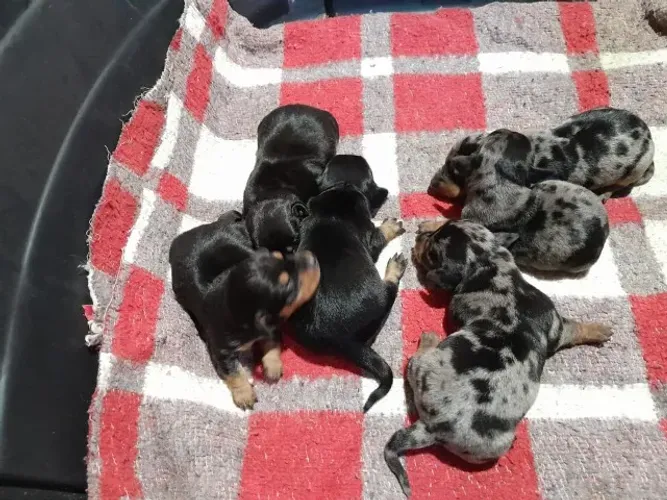 Dachshunds arlequim