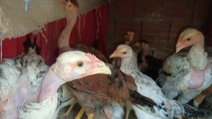 Faço Entrega, Franguinhos e Franguinhas CAIPIRAS