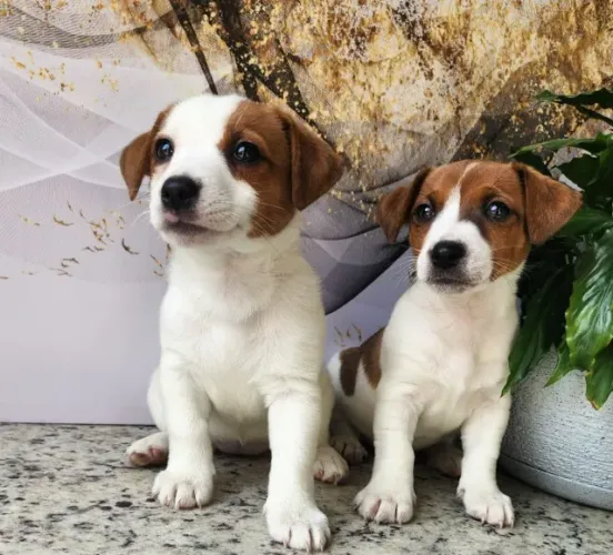 Simplesmente Maravilhosos!! Jack Russel!!!