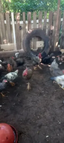 Vendo galinha caipira