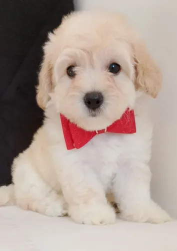 Poodle Toy Mini MACHINHO 