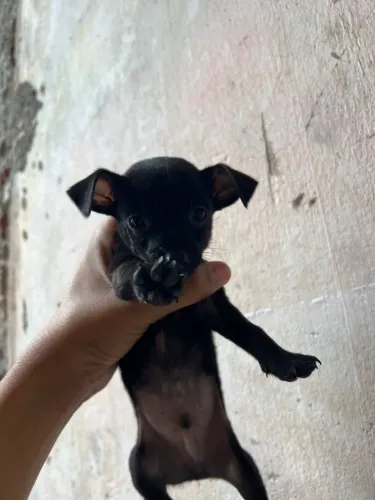 Cachorro macho e fêmea pra vende 