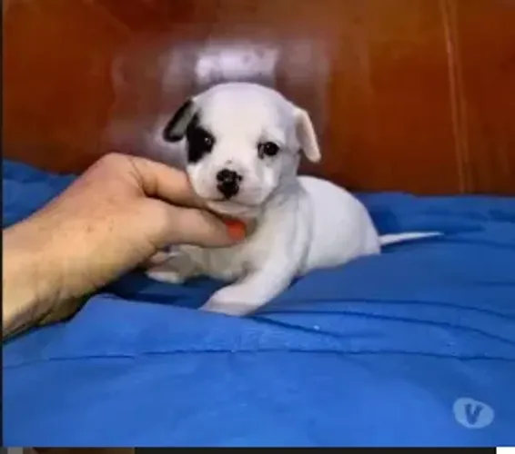 chihuahua x pinscher